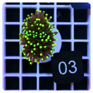Euphyllia glabrescens 