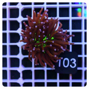 Euphyllia glabrescens 