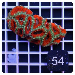 Acanthastrea lordhowensis