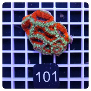 Acanthastrea lordhowensis