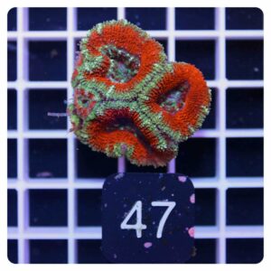 Acanthastrea lordhowensis
