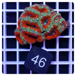 Acanthastrea lordhowensis