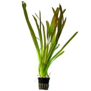 vallisneria-gigantea