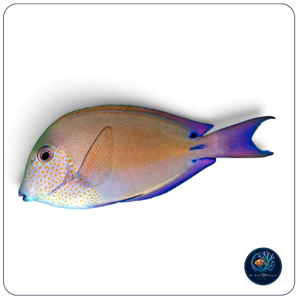 Acanthurus nigrofuscus
