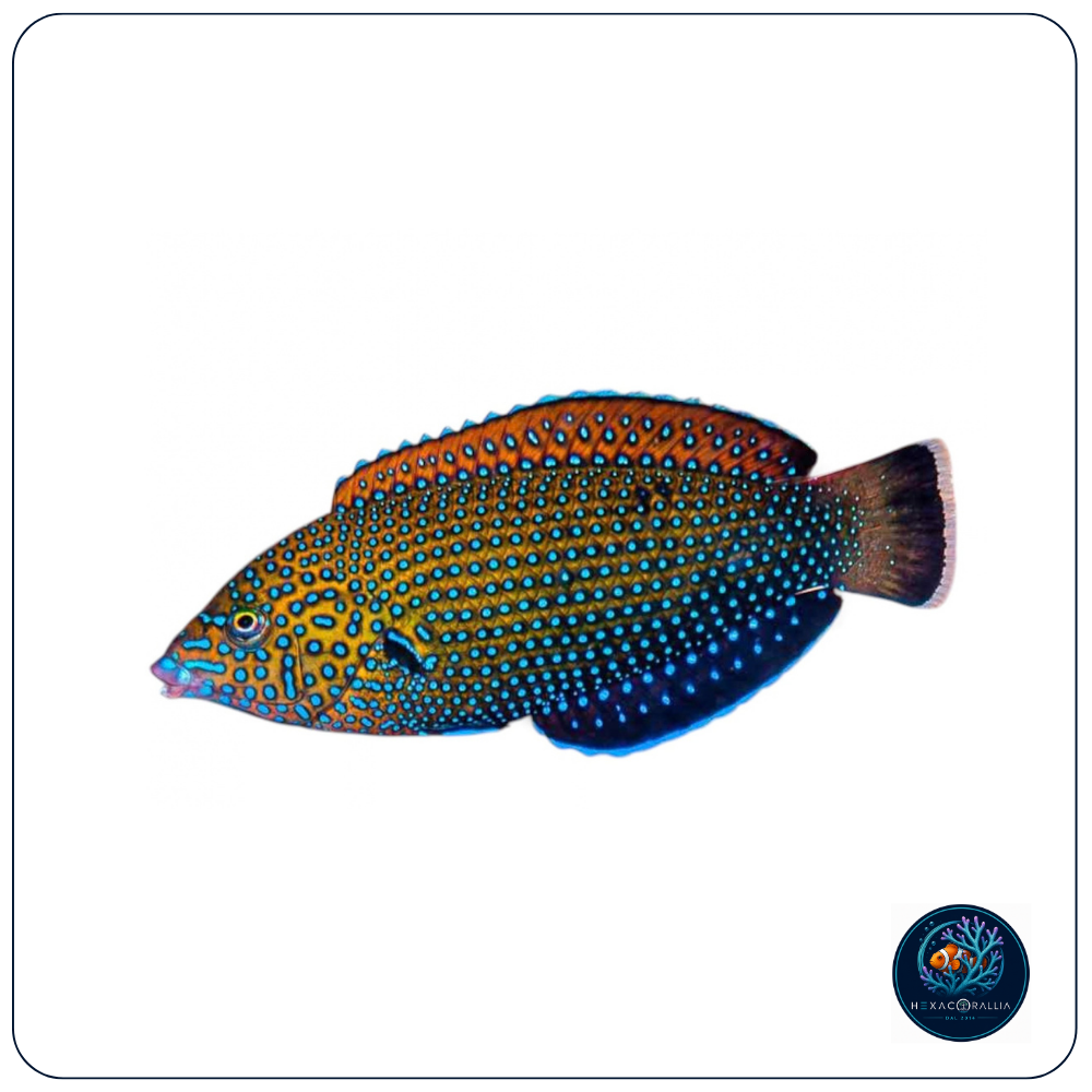Anampses caeruleopunctatus