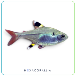 pristella maxilaris