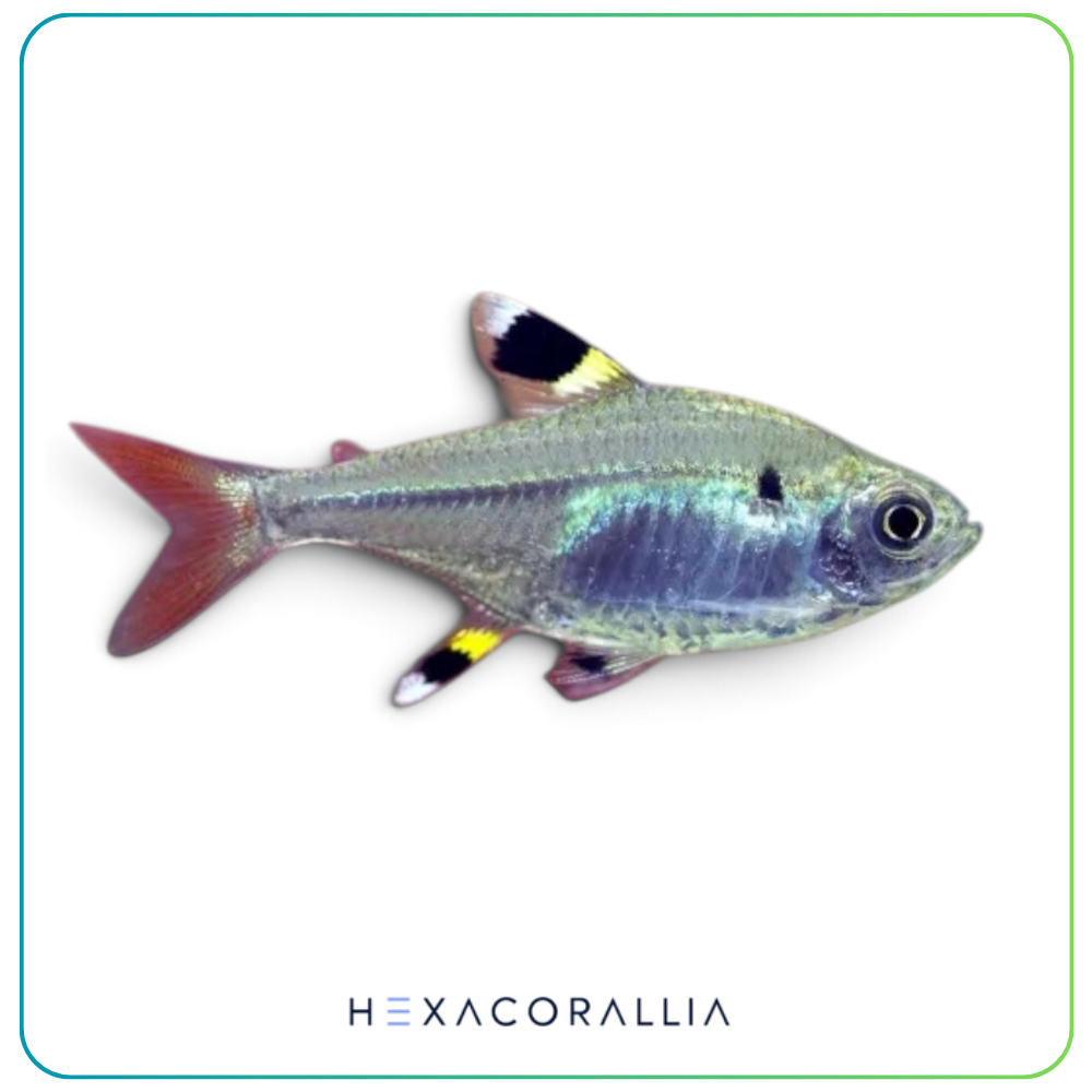 pristella maxilaris