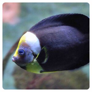 Chaetodontoplus Meredithii Female