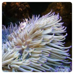 Heteractis crispa cream