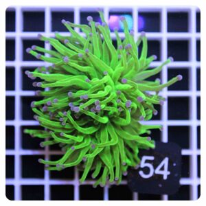 Euphyllia glabrescens