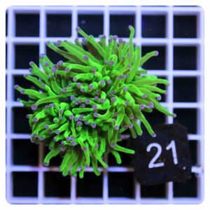 Euphyllia glabrescens