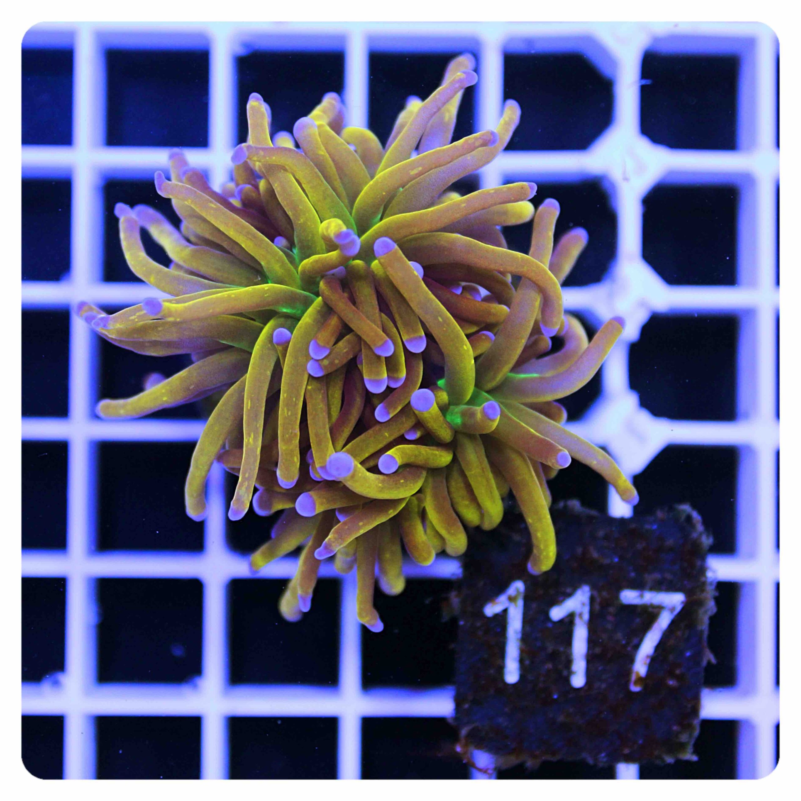 Euphyllia glabrescens NYK