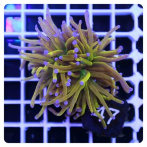 Euphyllia glabrescens NYK