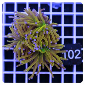 Euphyllia glabrescens
