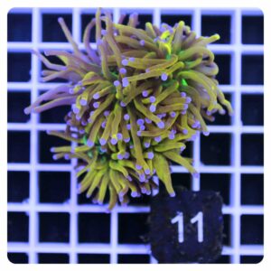 Euphyllia glabrescens