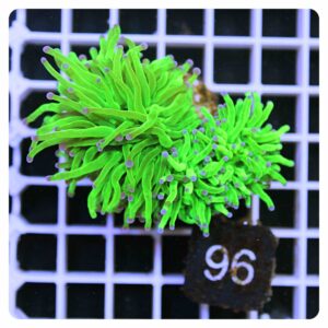 Euphyllia glabrescens