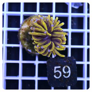 Euphyllia glabrescens