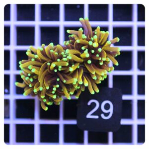 Euphyllia glabrescens