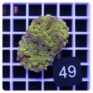 Euphyllia parancora