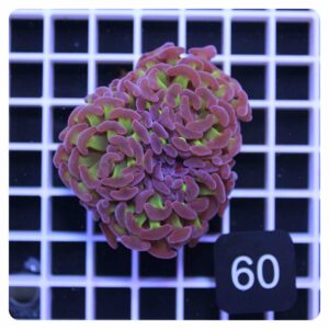 Euphyllia parancora
