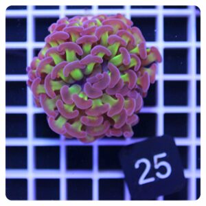 Euphyllia parancora