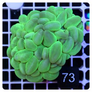 plerogyra sinuosa