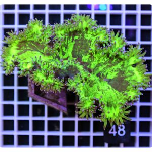 Catalaphyllia jardineii