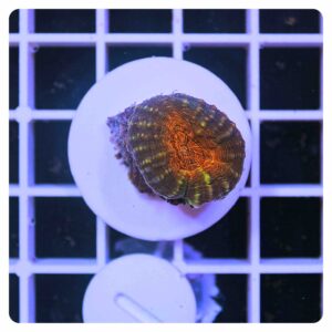 Lobophyllia