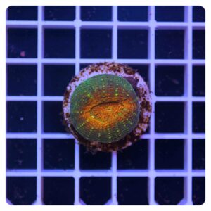 Lobophyllia