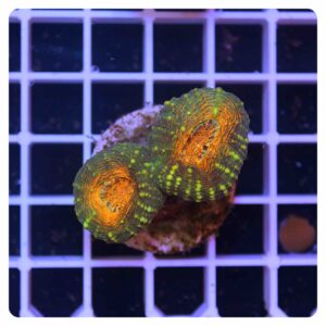 Lobophyllia