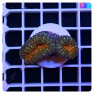Lobophyllia