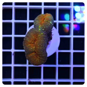 Lobophyllia