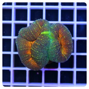 Lobophyllia