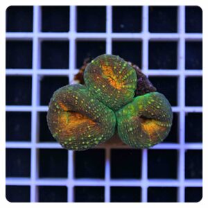Lobophyllia