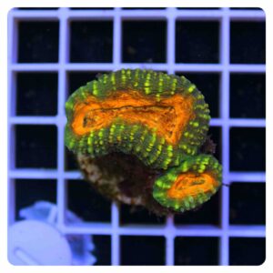 Lobophyllia