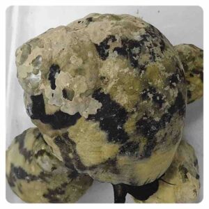cittarium-pica