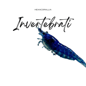 Invertebrati