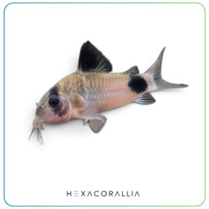 Corydoras panda