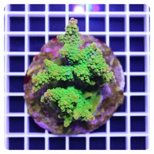 Acropora sp.