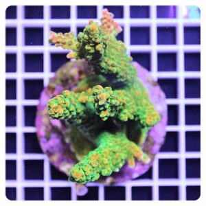 Acropora sp.