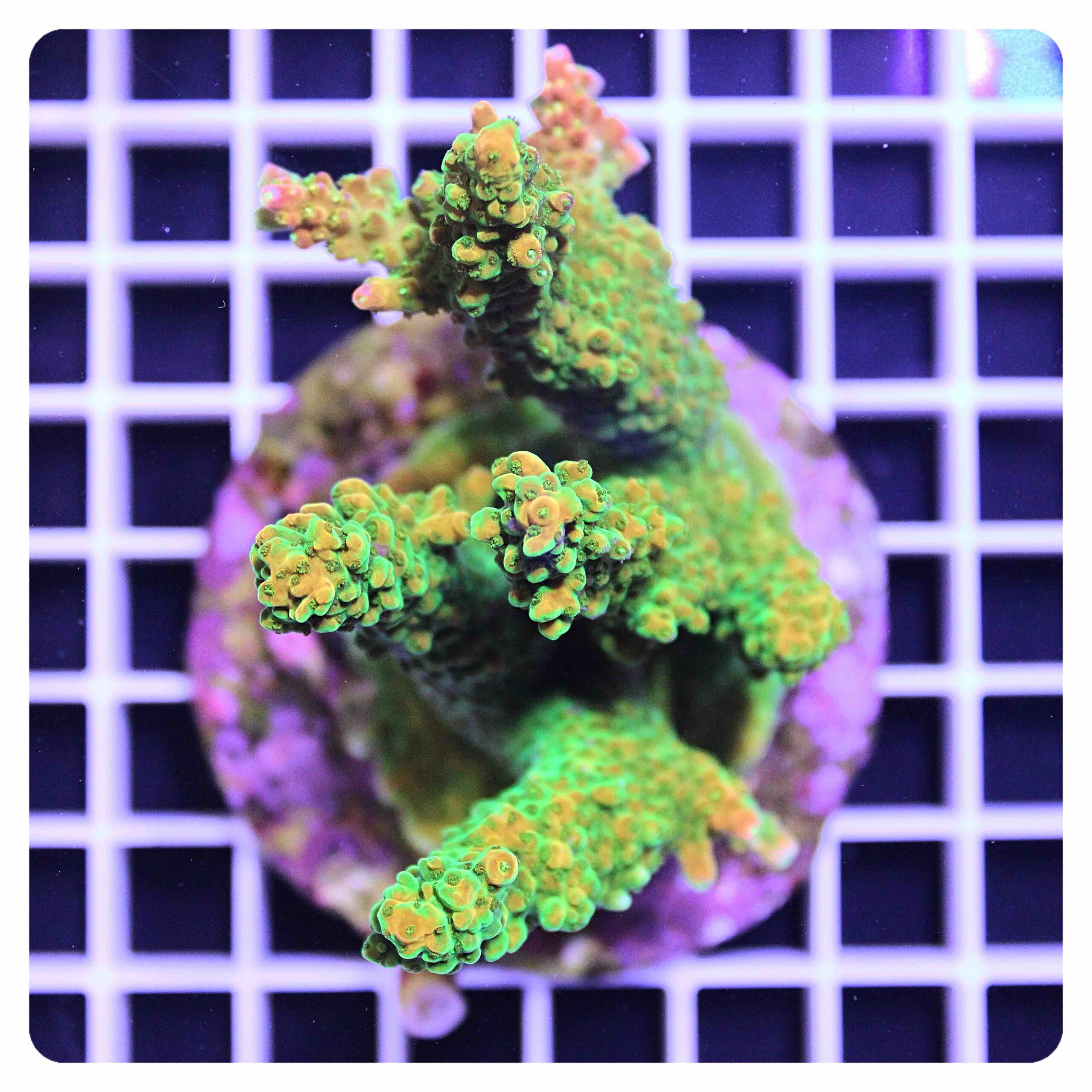 Acropora sp.