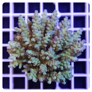 Acropora sp.