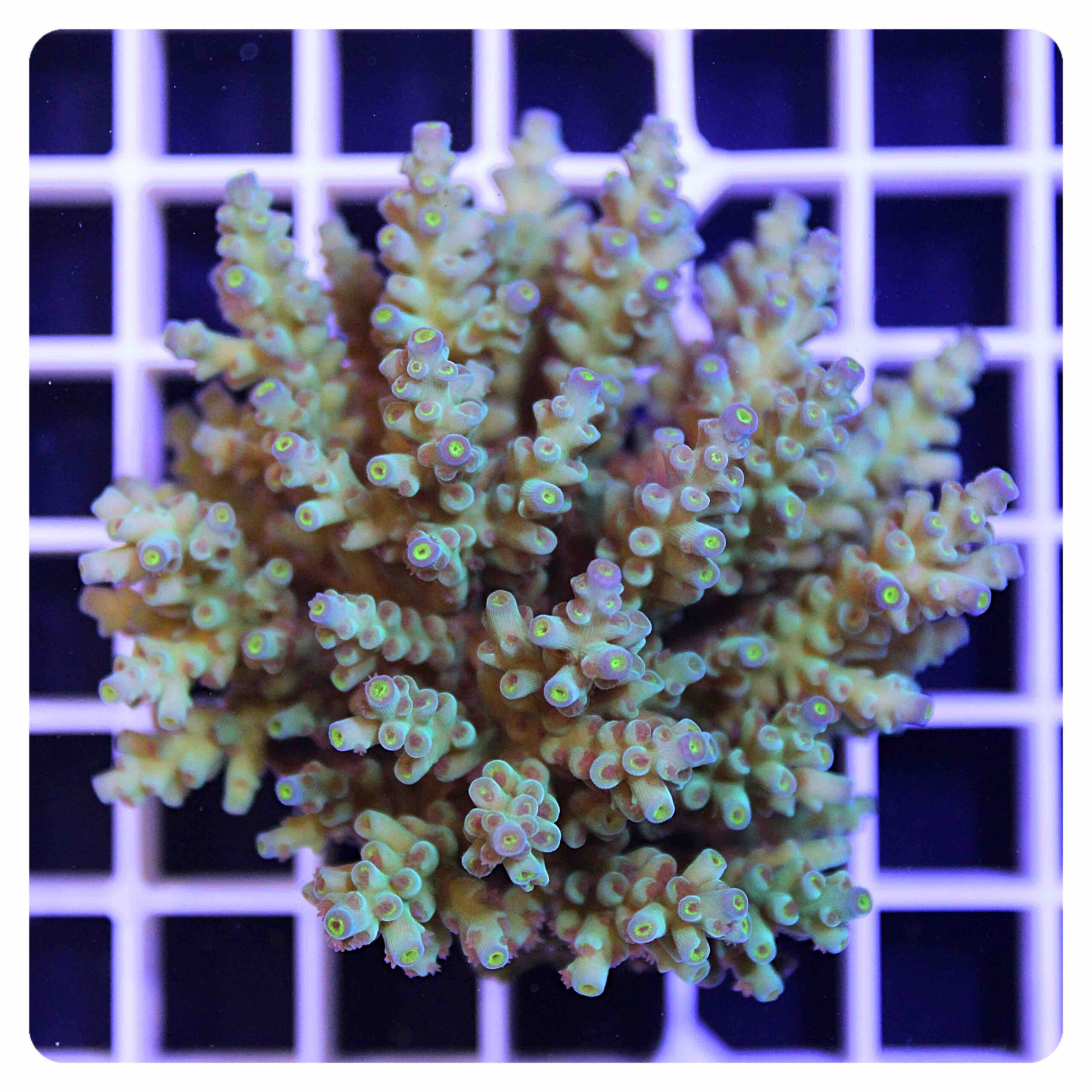 Acropora sp.
