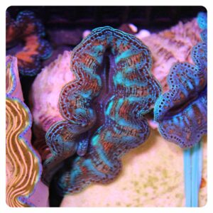 tridacna maxima