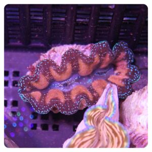 tridacna maxima