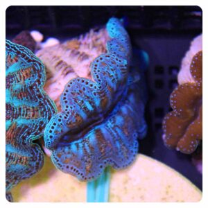 Tridacna maxima