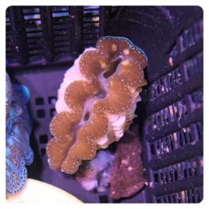 Tridacna maxima