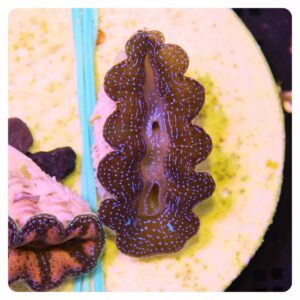 Tridacna maxima