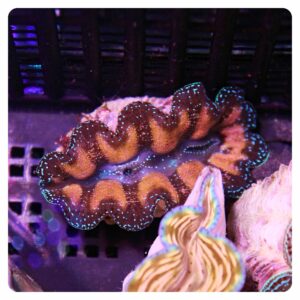 Tridacna maxima