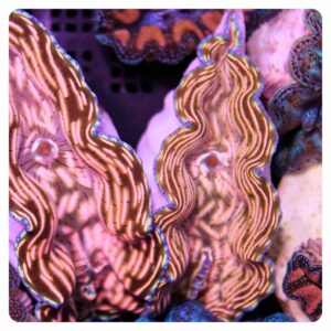 tridacna derasa